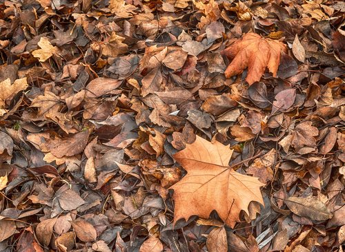 autumn  autumn leaves  brown