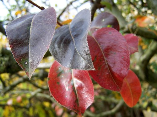 autumn  discoloration  leaves