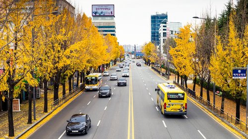 autumn  yellow  colors