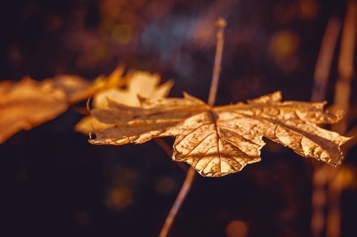 autumn  autumn leaf  branch