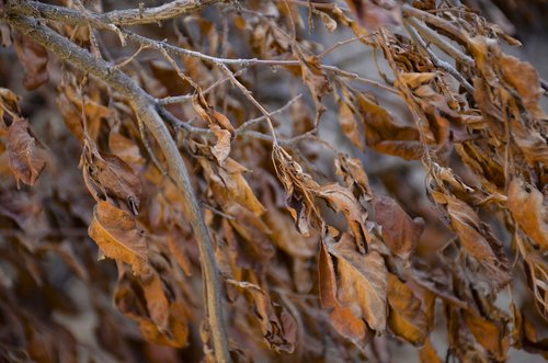 autumn  leaf  texture