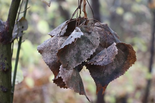 autumn  leaves  tree