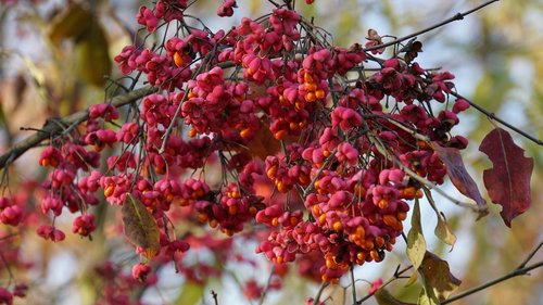 autumn  berries  fruits