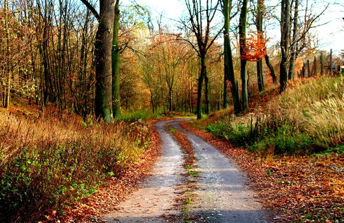autumn  forest  way