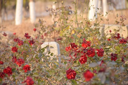 autumn  rose  tombstone