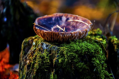 autumn  mushroom  forest