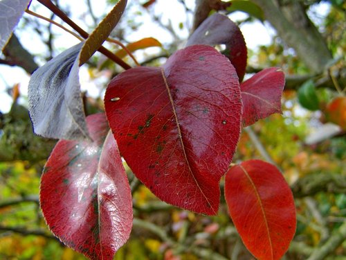 autumn  discoloration  nature