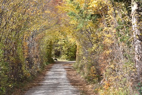 autumn  away  forest