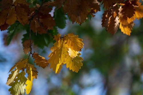 autumn  foliage  leaves