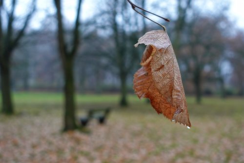 autumn  leaves  leaf
