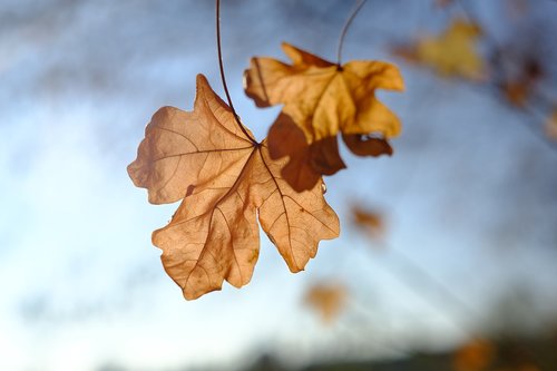 autumn  leaves  dry