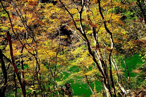 autumn  beautiful  japan