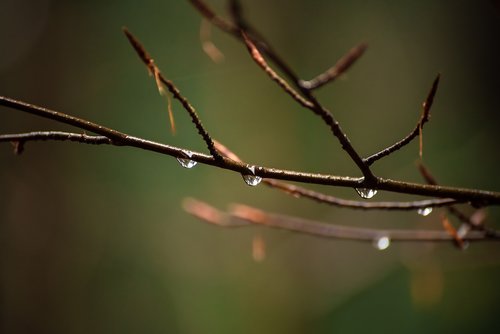 autumn  nature  drops of water