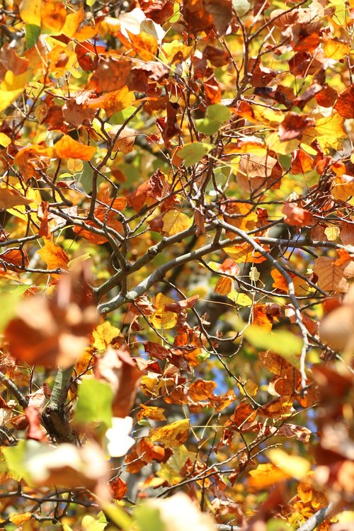 autumn  foliage  colors