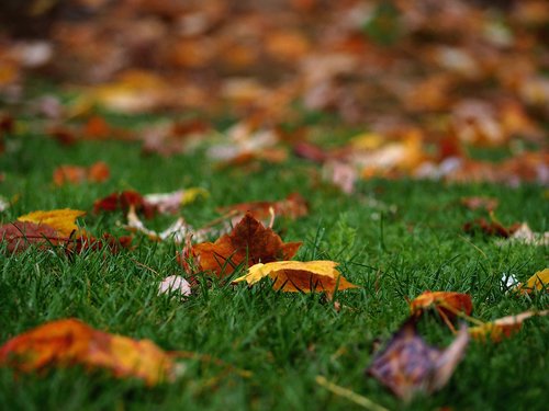 autumn  leaf  color