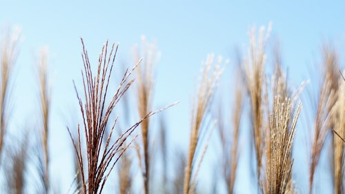 autumn  dried flowers  nature