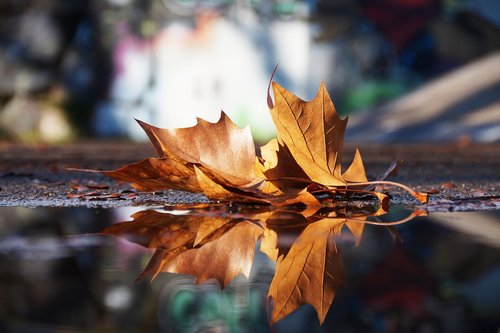autumn  mirroring  water