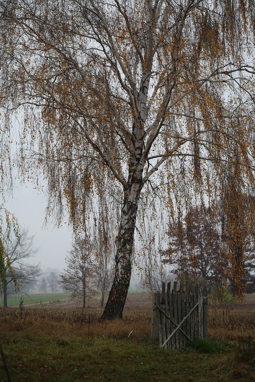 autumn  birch  landscape
