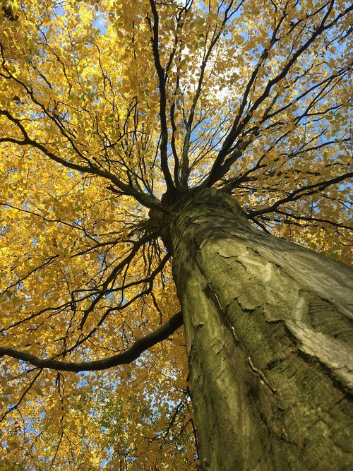 autumn  tree  forest