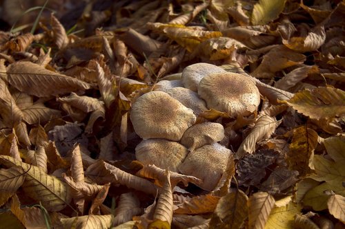 autumn  mushrooms  forest