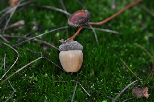 autumn  moss  acorn