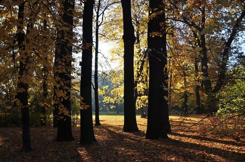 autumn  forest  nature