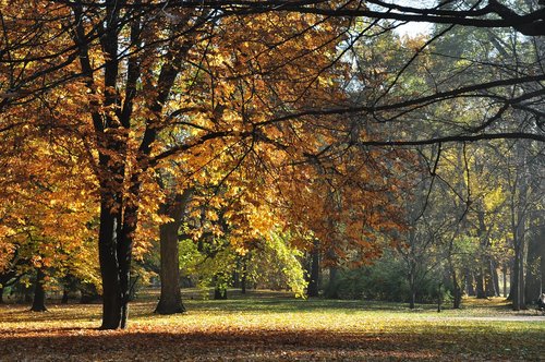 autumn  forest  nature