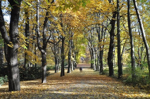 autumn  forest  nature