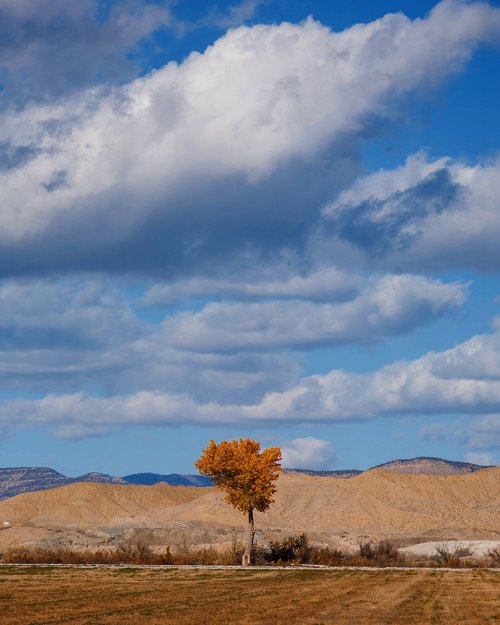 autumn  clouds  tree