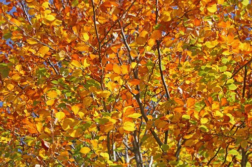 autumn  leaves  tree shrub