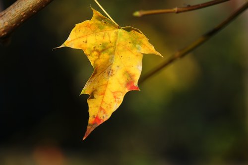 autumn  leaf  tree