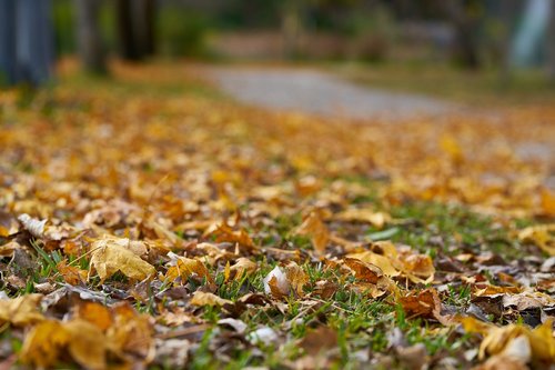 autumn  the leaves are  street