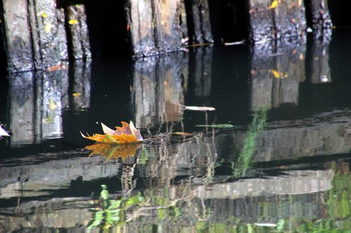 autumn  sheet  brook