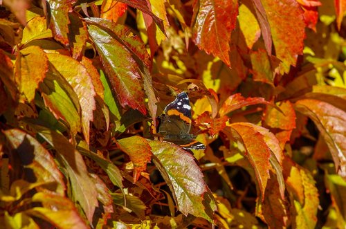 autumn  butterfly  fall colors