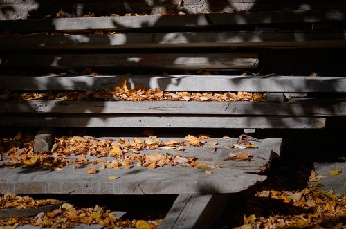 autumn  leaves  nature