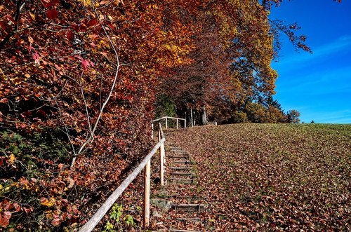 autumn  staircase  nature