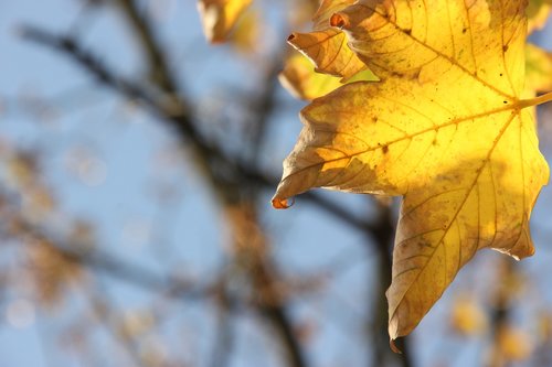 autumn  leaf  season