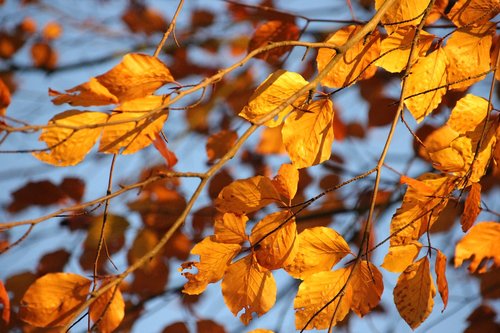 autumn  leaves  yellow