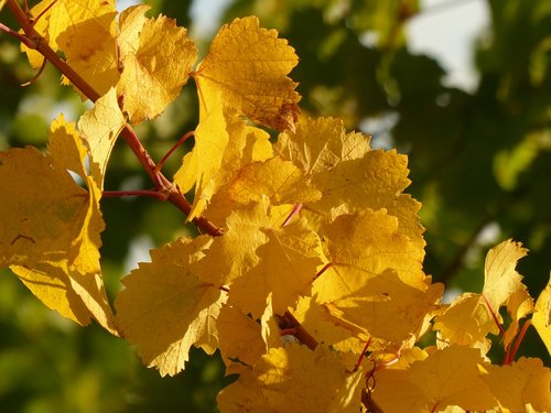 autumn  leaves  vine