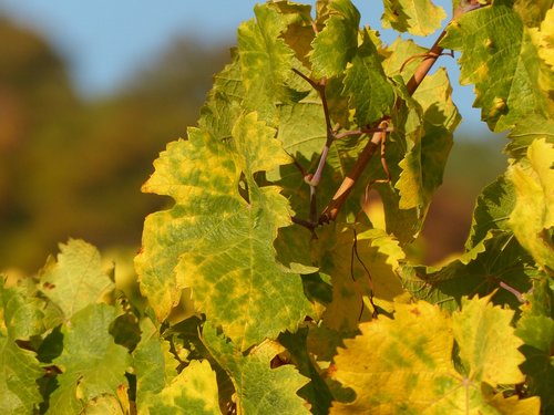 autumn  leaves  wine