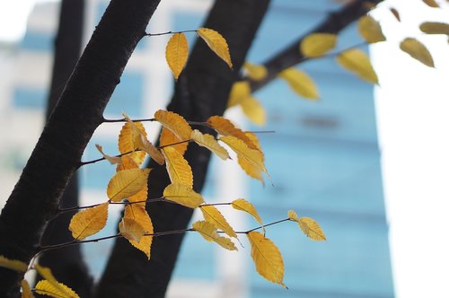 autumn  the leaves  wood