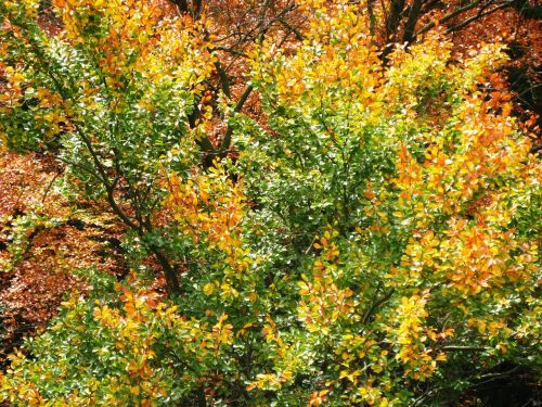 autumn tree leaves