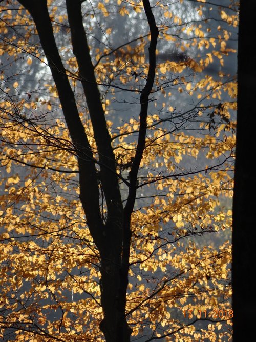 autumn  foliage  trees