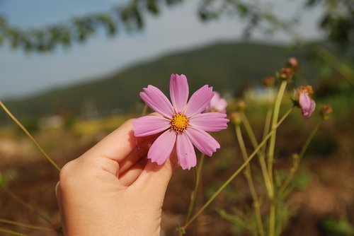 autumn  cosmos  flowers