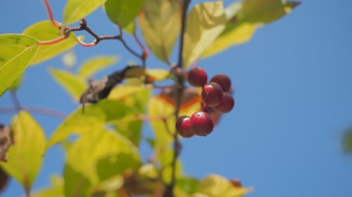 autumn  berry  sky