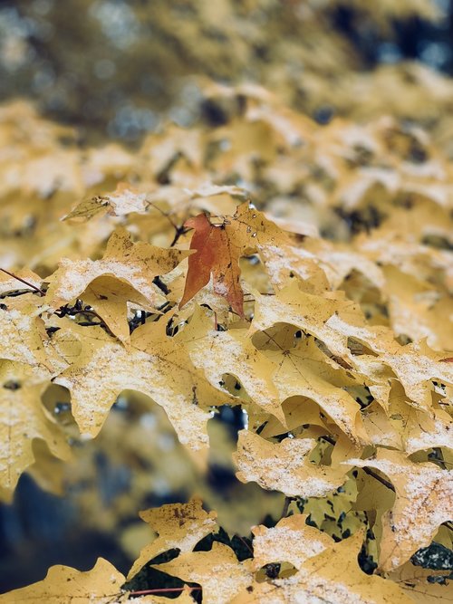 autumn  nature  leaves