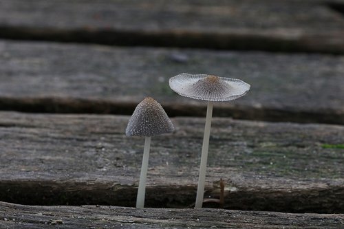autumn  fungus  poisonous