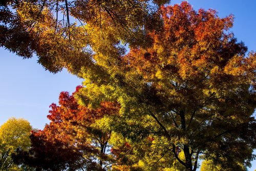 autumn  trees  colors