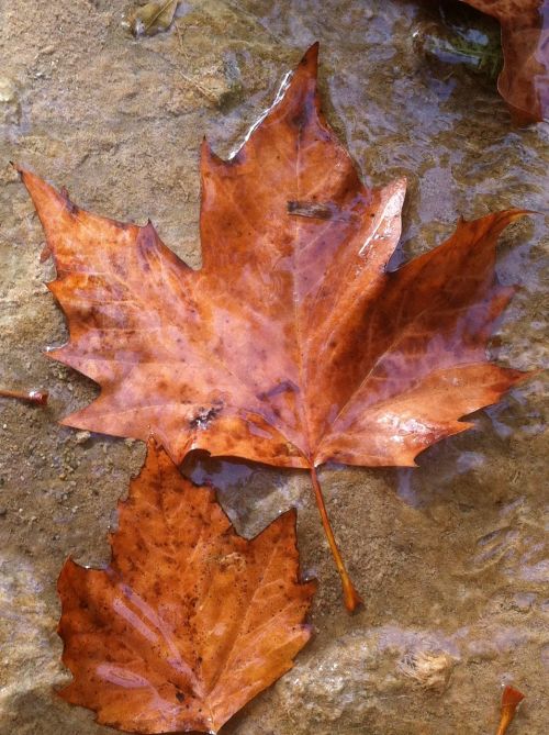 autumn leaf water