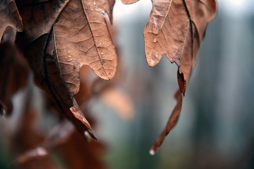 autumn  nature  leaves